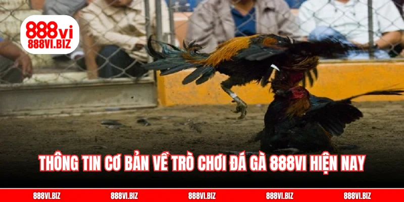 Thông tin cơ bản về trò chơi đá gà 888vi hiện nay